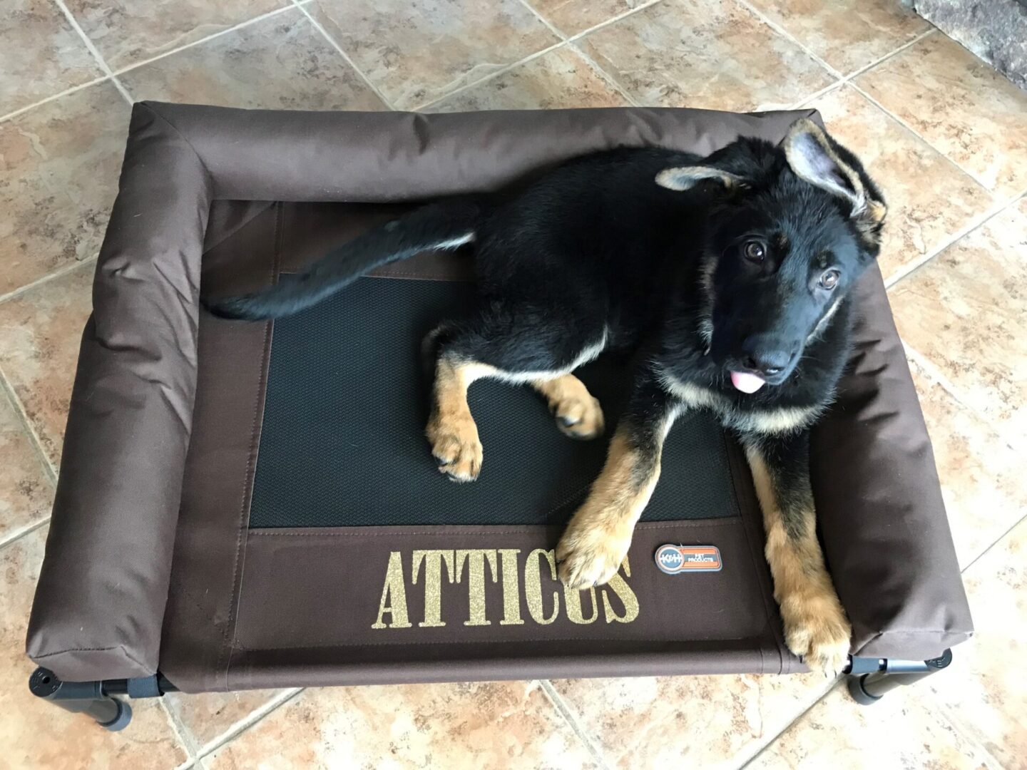 A German Shepard in a Dog Bed